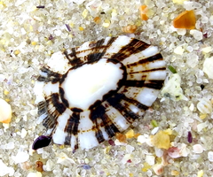 Patella ulyssiponensis