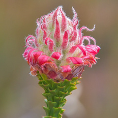 Paranomus longicaulis