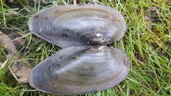 Anodonta kennerlyi