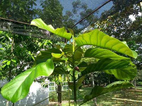 Magnolia katiorum