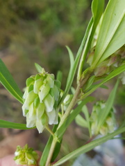 Polygala albida