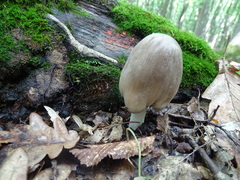 Coprinopsis alopecia