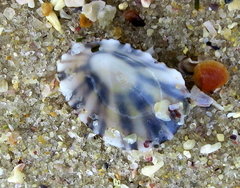 Patella ulyssiponensis