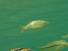 Dimidiochromis kiwinge