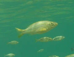 Dimidiochromis kiwinge