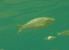 Dimidiochromis kiwinge