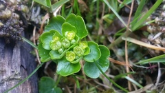 Chrysosplenium tetrandrum
