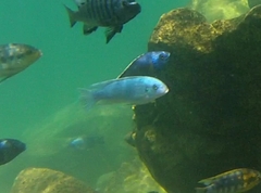 Labidochromis