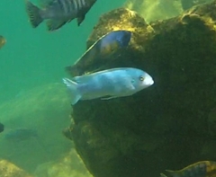 Labidochromis