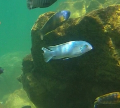 Labidochromis