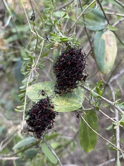 Pachylis neocalifornicus