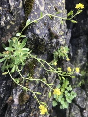 Draba grandis