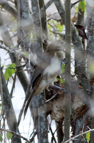 iNaturalist image