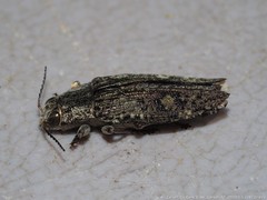 Texania campestris