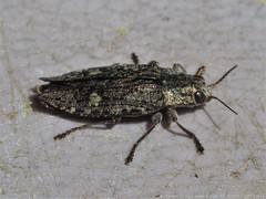 Texania campestris