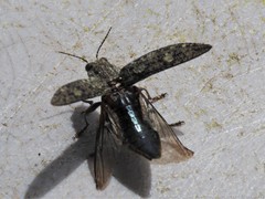 Texania campestris