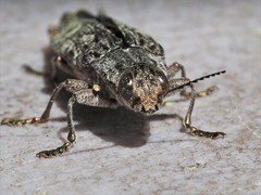 Texania campestris