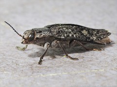 Texania campestris