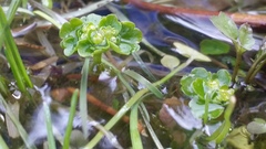 Chrysosplenium tetrandrum