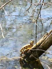 Trachemys scripta scripta