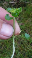 Chrysosplenium tetrandrum