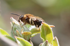 Andrena scotica