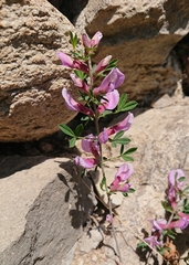 Chamaecytisus purpureus