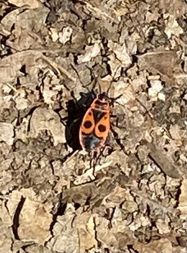 Pyrrhocoris apterus