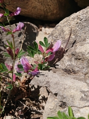 Chamaecytisus purpureus