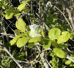 Pieris napi