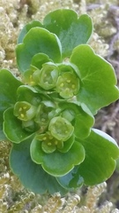 Chrysosplenium tetrandrum