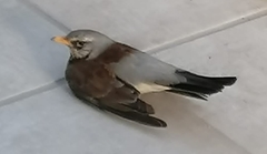 Turdus pilaris