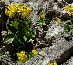 Primula auricula