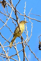 Andropadus importunus