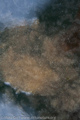 Noctiluca scintillans