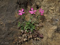Petrocoptis grandiflora