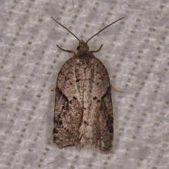 Acleris chalybeana