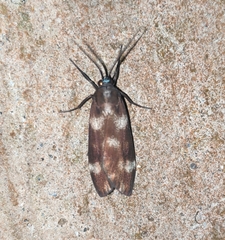 Eucereon coeruleocaput