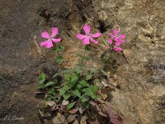 Petrocoptis grandiflora