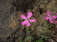 Petrocoptis grandiflora