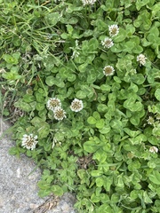 Trifolium repens