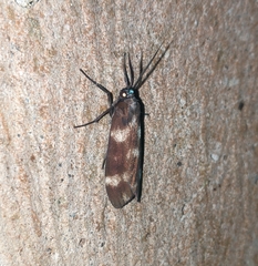 Eucereon coeruleocaput