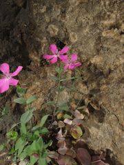 Petrocoptis grandiflora