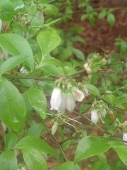 Vaccinium virgatum