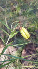 Gloriosa rigidifolia