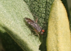 Closterotomus annulus