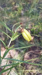 Gloriosa rigidifolia