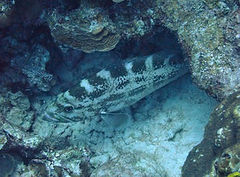 Mycteroperca interstitialis