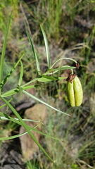 Gloriosa rigidifolia