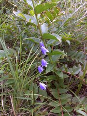 Adenophora morrisonensis morrisonensis